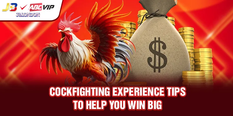 Cockfighting experience tips to help you win big